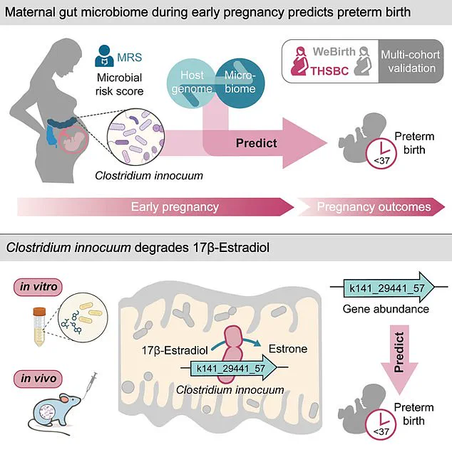 Study Links Gut Bacterium to Increased Risk of Preterm Births