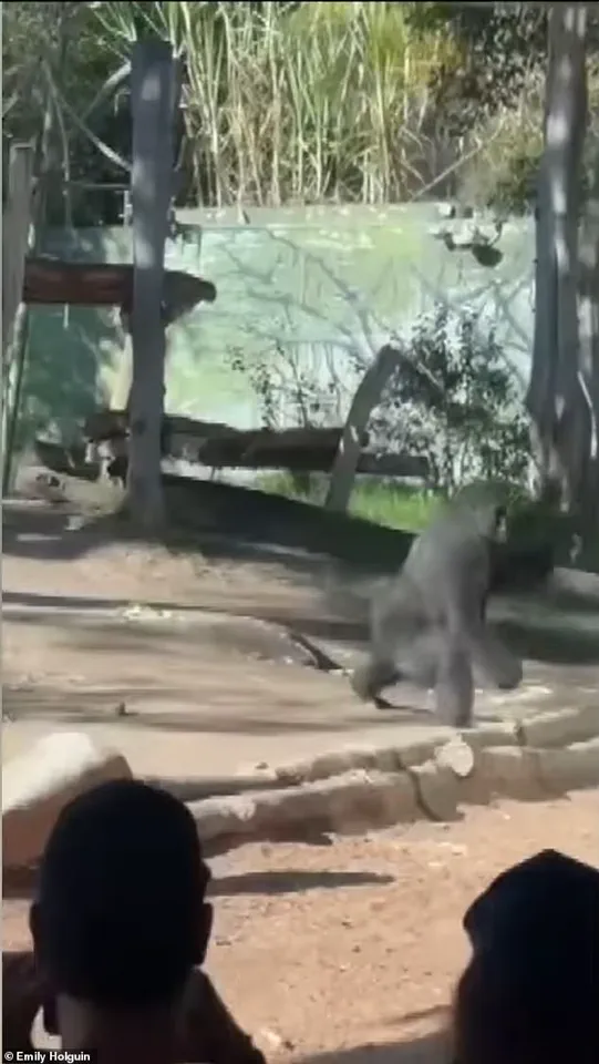 Panic Sweeps San Diego Zoo as 400-Pound Gorilla Smashes Barrier, Raising Safety Concerns