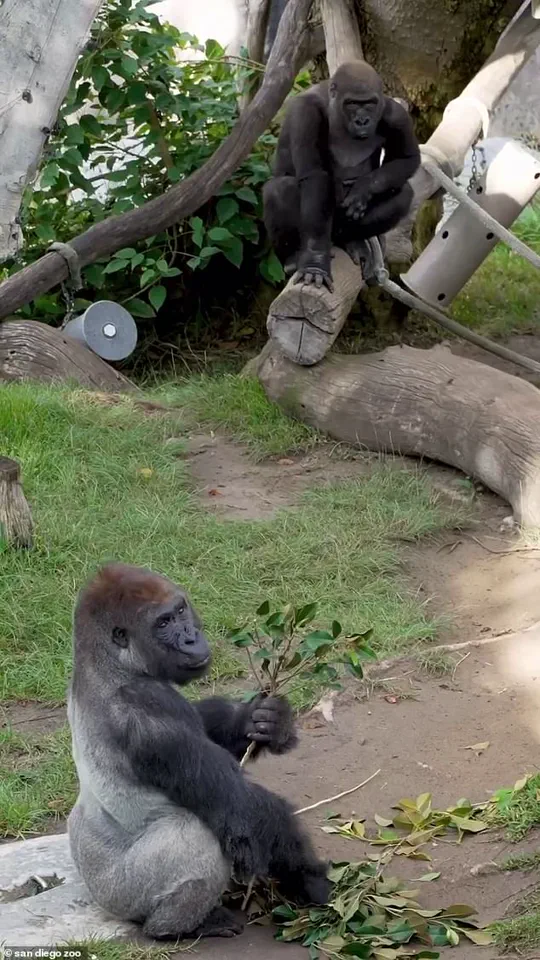 Panic Sweeps San Diego Zoo as 400-Pound Gorilla Smashes Barrier, Raising Safety Concerns
