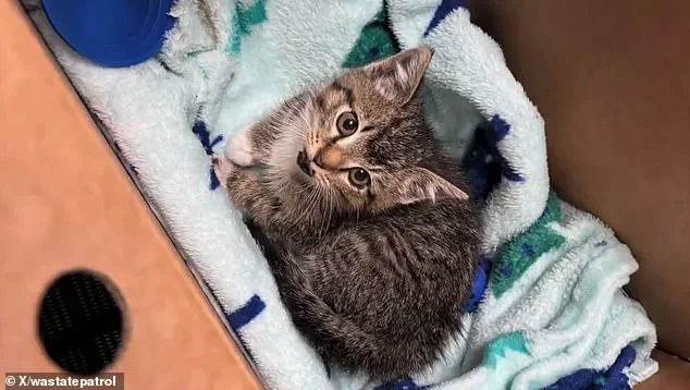 Exclusive Body Camera Footage Shows Troopers Rescuing Trembling Kitten from I-5 Barrier