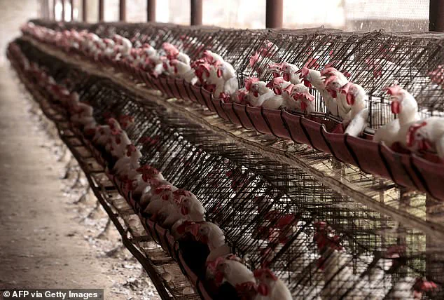 Quammen Sounds Alarm Over New Bird Flu Strain in Washington, Echoing Pandemic Warnings