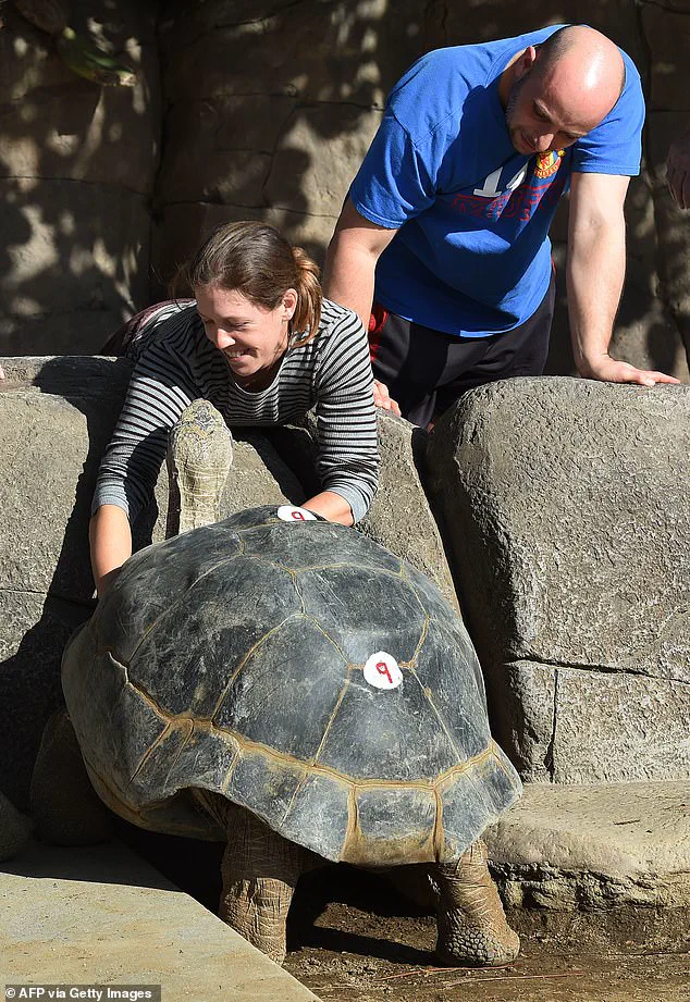 Gramma the Galapagos Tortoise: A 141-Year Legacy at the San Diego Zoo