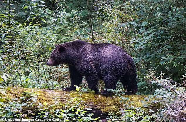 Grizzly Bear Attack Injures 11 at Canadian Elementary School; Search Continues as Community Grapples with Wildlife Safety Concerns