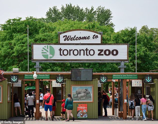 Tragic Death of Toronto Zoo's Masai Giraffe Kiko Highlights Safety Concerns in Captive Environments