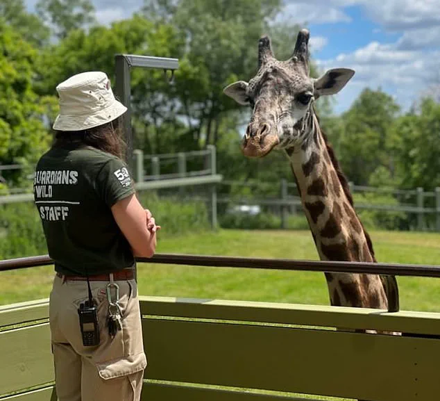 Tragic Death of Toronto Zoo's Masai Giraffe Kiko Highlights Safety Concerns in Captive Environments