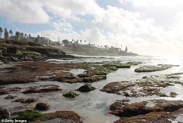 Tourists' Manhandling of Marine Life Sparks Controversy During San Diego's King Tides