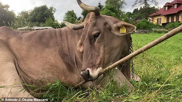 Privileged Access to a Cow's Intelligence: Challenging Assumptions in Animal Cognition