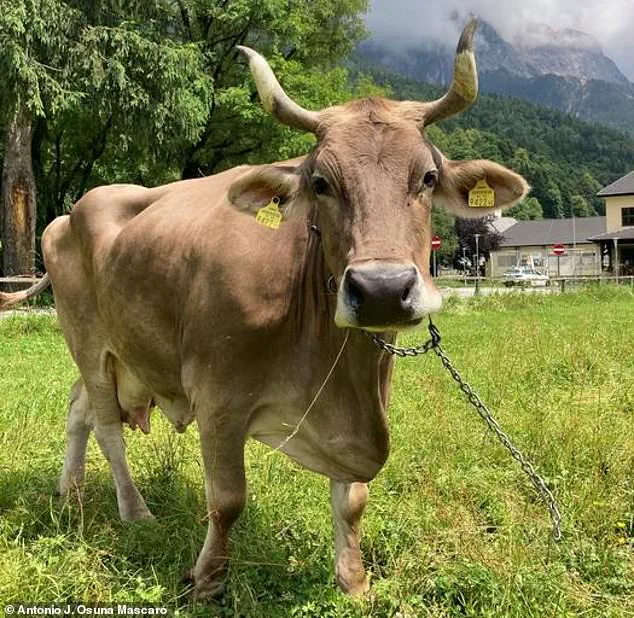 Privileged Access to a Cow's Intelligence: Challenging Assumptions in Animal Cognition