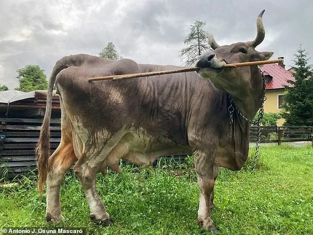 Privileged Access to a Cow's Intelligence: Challenging Assumptions in Animal Cognition