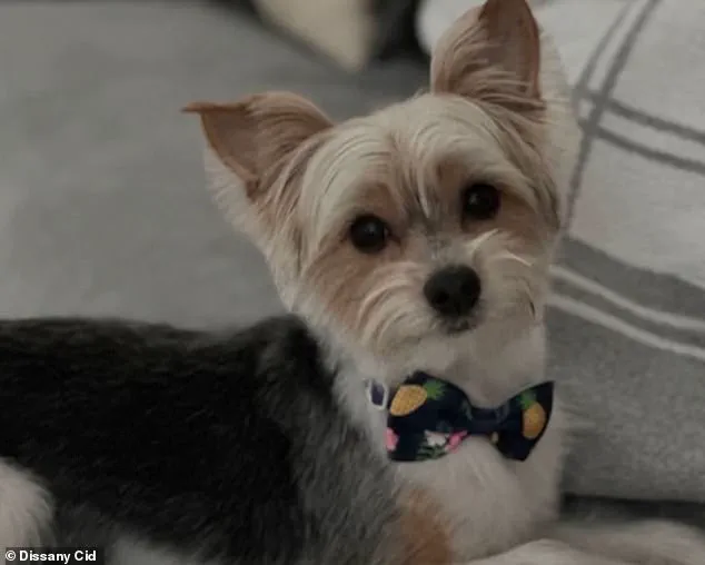 Dog's Death in Florida Linked to Teenagers' Violent Act and Growing Internet Trend
