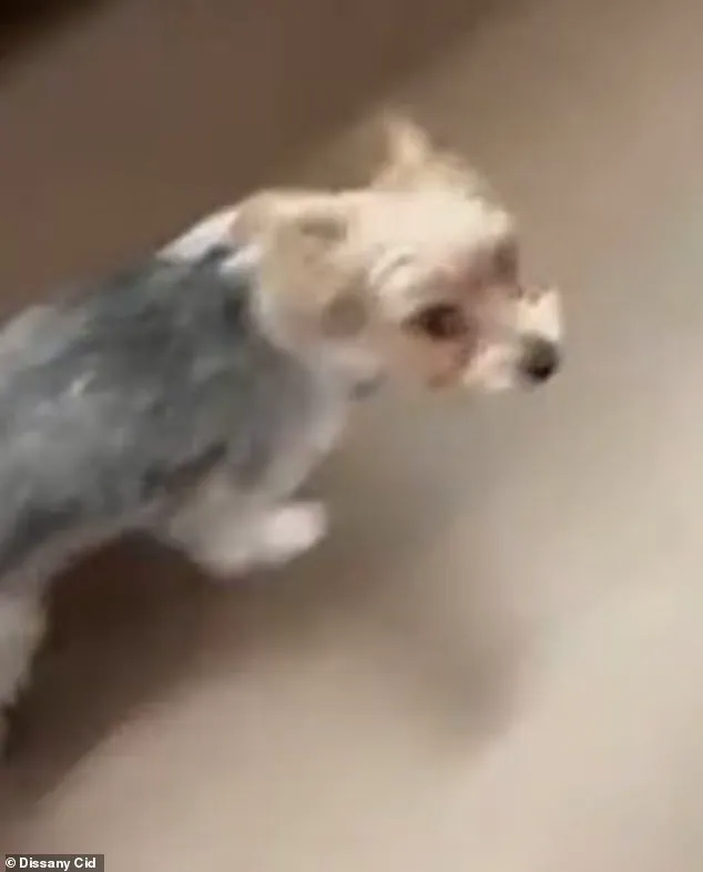Dog's Death in Florida Linked to Teenagers' Violent Act and Growing Internet Trend