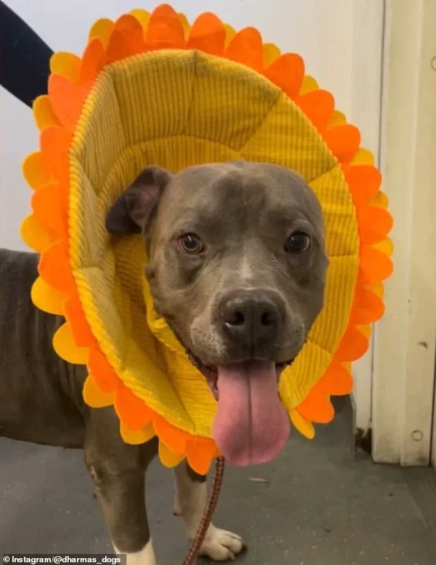 Senior Woman's Adopted Pit Bull Reveals Hidden Danger in Shocking Update