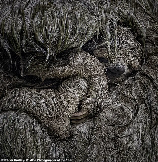 A Click, A Choice: How Wildlife Photography Shapes Conservation and Policy