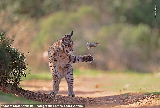 A Click, A Choice: How Wildlife Photography Shapes Conservation and Policy
