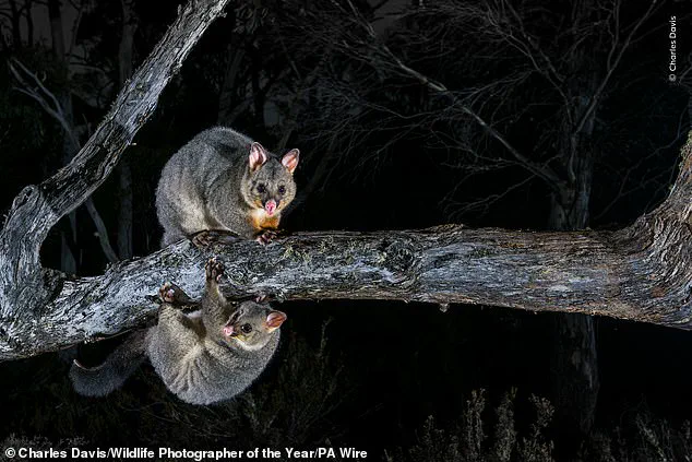 A Click, A Choice: How Wildlife Photography Shapes Conservation and Policy