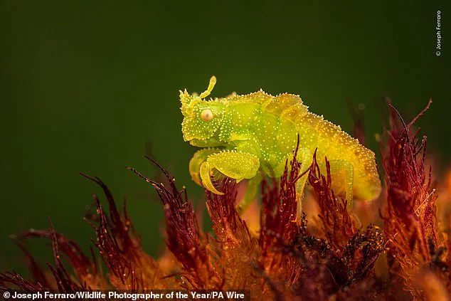 A Click, A Choice: How Wildlife Photography Shapes Conservation and Policy