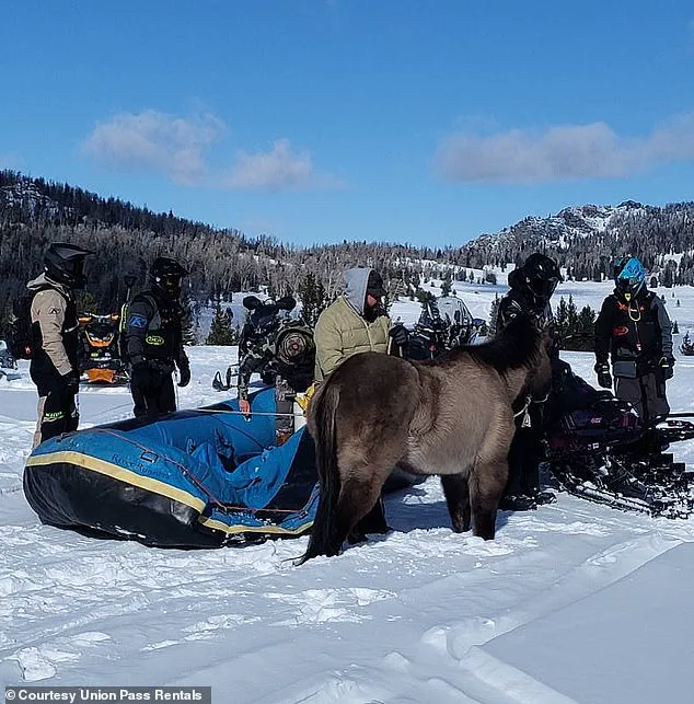 Stubborn Survival: Mouse's Seven-Month Ordeal in the Wind River Range