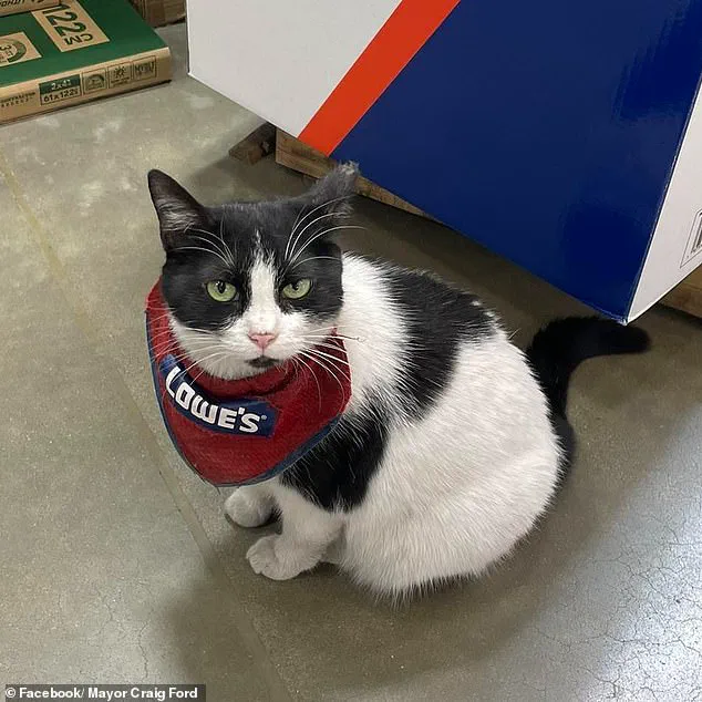Beloved 'Quality Assurance Cat' Mama Cat Faced Outcry After Being Fired from Lowe's Store in Alabama