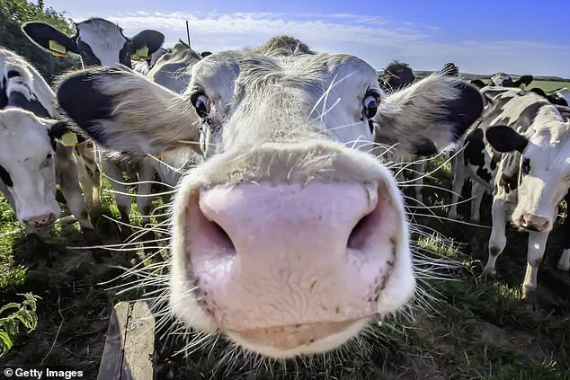 Dog Walker Climbs Tree to Escape Angry Cow, Firefighters Called to Isle of Wight Scene