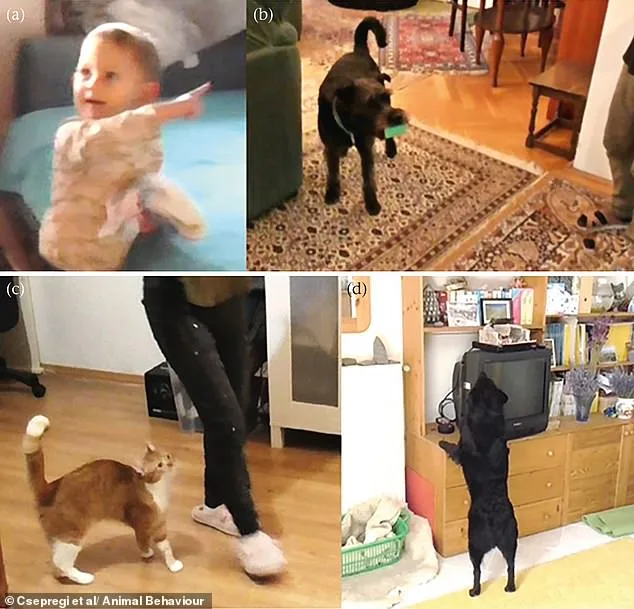 Study Challenges Assumptions: Domestic Cats Are More Self-Reliant Than Previously Believed