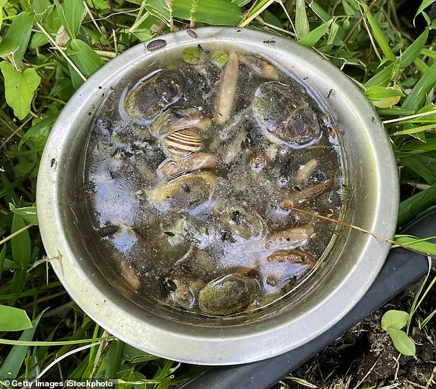 Britain's Gardens at Risk of Repeat Slugageddon After Wet Winter of 2026