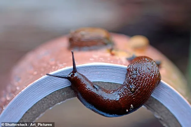 Britain's Gardens at Risk of Repeat Slugageddon After Wet Winter of 2026
