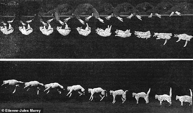 Yamaguchi University Researchers Unlock Secret of Cats' Mid-Air Agility, Solving 19th-Century Mystery