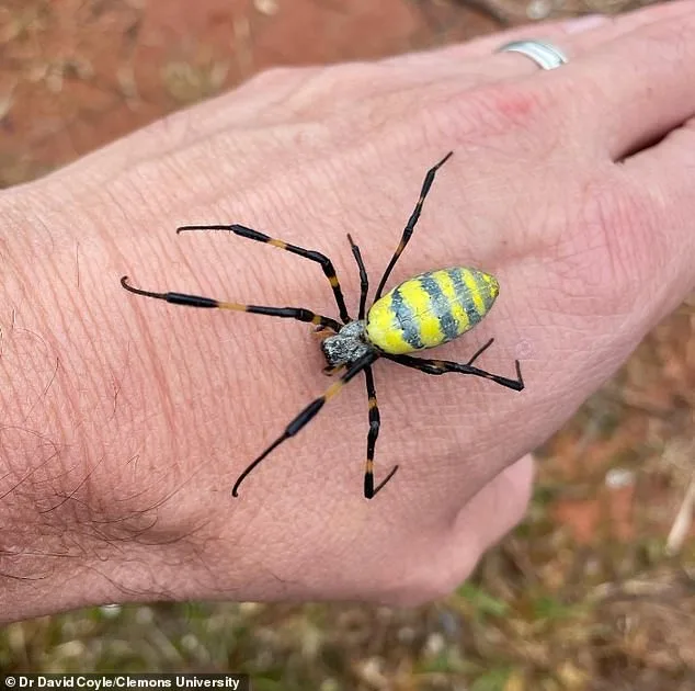Joro Spider's Terrifying Expansion: Ballooning Spiders Spread Across the U.S. with Potential for Continent-Wide Infestation