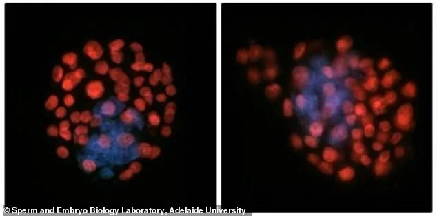 Microgravity Hinders Human Sperm Navigation: A Critical Challenge for Space Colonization