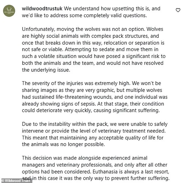 Wildwood Trust Euthanizes Wolves as Last Resort Amid Aggression and Health Crises, Drawing Debate