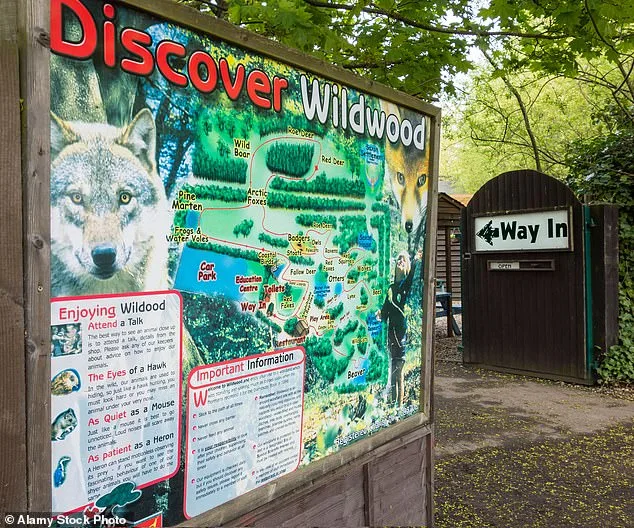 Wildwood Trust Euthanizes Wolves as Last Resort Amid Aggression and Health Crises, Drawing Debate