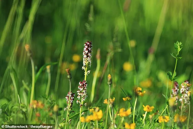 Hundreds of UK Species Face Extinction in 20 Years: Urgent Climate Action Needed