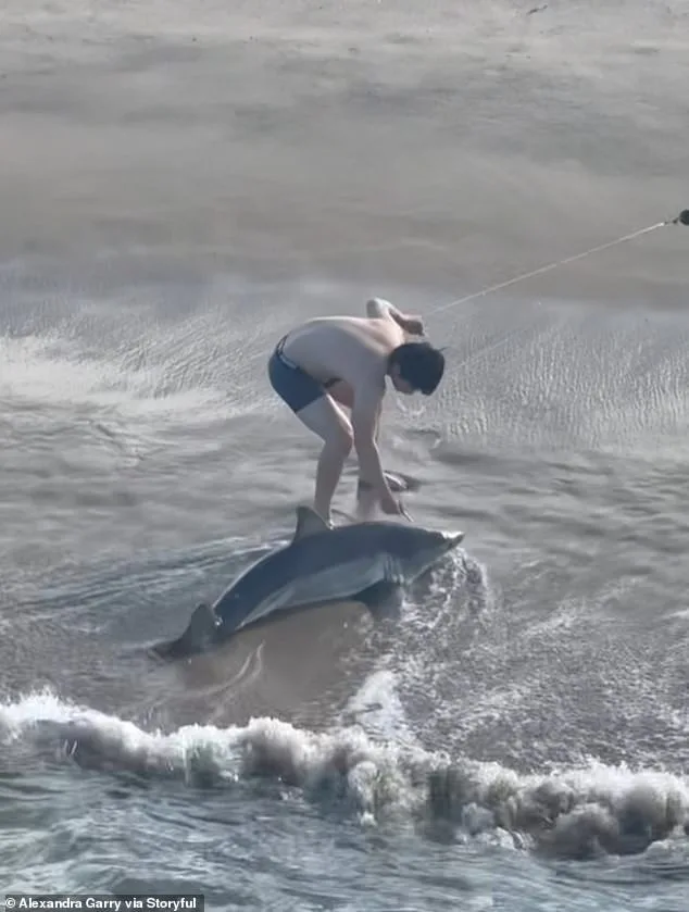 Young Fisherman's Daring Rescue of Juvenile Great White Shark Captured on Video at California Pier