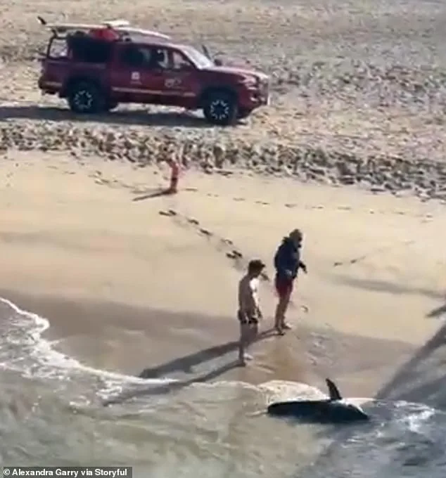 Young Fisherman's Daring Rescue of Juvenile Great White Shark Captured on Video at California Pier