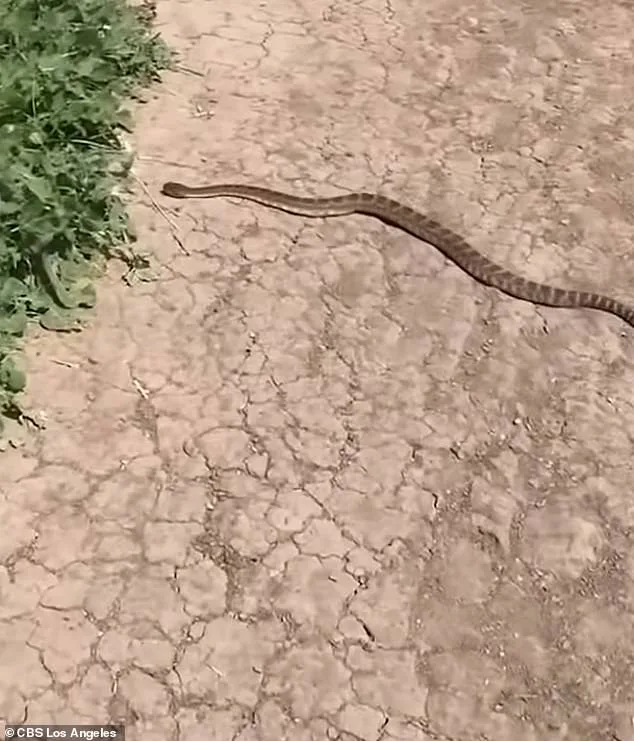 14-Year-Old California Girl's Rattlesnake Bite Turns Routine Bike Ride into Medical Emergency