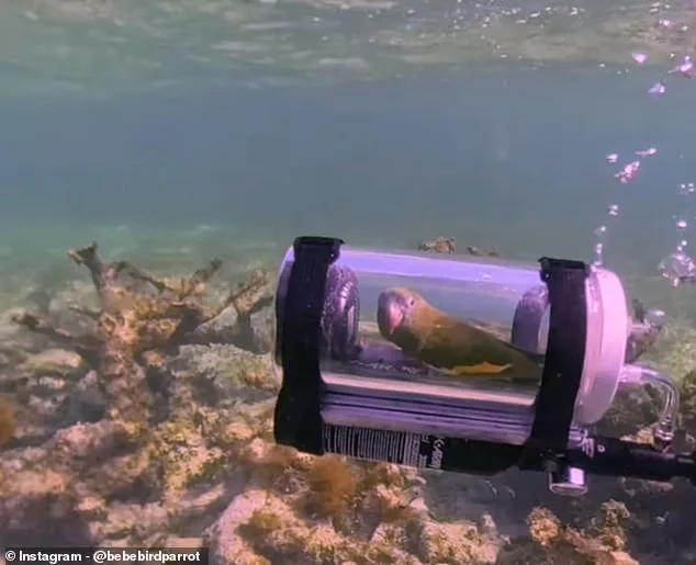 White-Winged Parakeet Bebe's Underwater Adventure in Custom-Built 'Bebesphere' Captures Global Attention