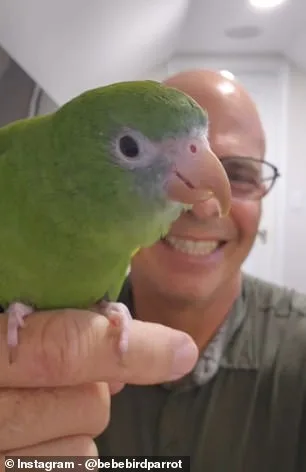 White-Winged Parakeet Bebe's Underwater Adventure in Custom-Built 'Bebesphere' Captures Global Attention
