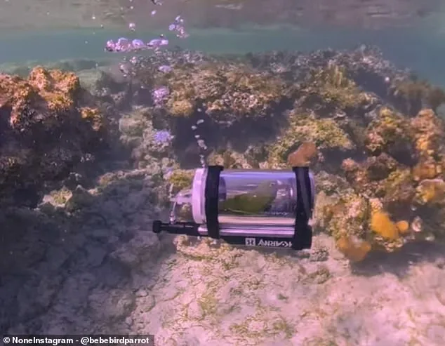White-Winged Parakeet Bebe's Underwater Adventure in Custom-Built 'Bebesphere' Captures Global Attention