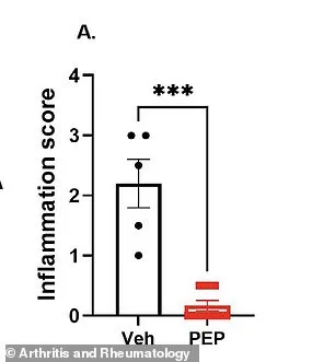 Immune Peptide Found to Reverse Arthritis in Mice