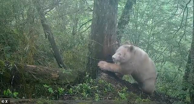 Rare all-white male panda thriving and socializing in China's Wolong reserve.