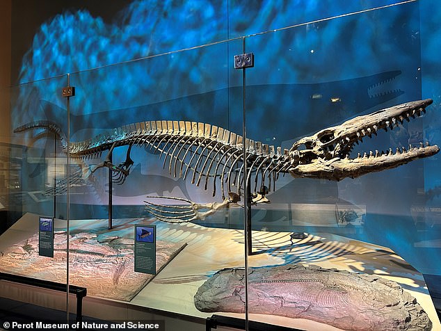 Scientists Discover Massive 43-Foot Marine Predator Called Tylosaurus Rex